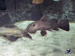 Haus des Meeres 13.03.2026